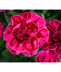 Garten-Nelke, Zweifarbig, Verschiedene Sorten