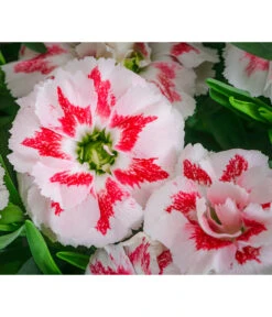 Biohort Verkaufsgeschäft -Biohort Verkaufsgeschäft 8050643 WE DE 002 NelkeDianthusInSortenT19