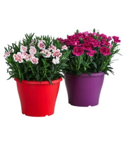 Garten-Nelke, Zweifarbig, Verschiedene Sorten -Biohort Verkaufsgeschäft 8050643 WE FS 001 NelkeDianthusInSortenT19