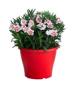 Garten-Nelke, Zweifarbig, Verschiedene Sorten -Biohort Verkaufsgeschäft 8050643 WE FS 002 NelkeDianthusInSortenT19