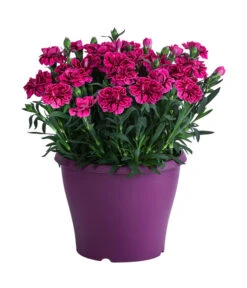 Garten-Nelke, Zweifarbig, Verschiedene Sorten -Biohort Verkaufsgeschäft 8050643 WE FS 003 NelkeDianthusT19