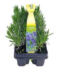 Duftlavendel, 6er-Schale -Biohort Verkaufsgeschäft 8072605 PR FS 001 Lavandula6erPackAllgreen