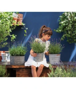 Duftlavendel, 6er-Schale -Biohort Verkaufsgeschäft 8092108 WE MO 03 LavendelT13 GC14 2020 02