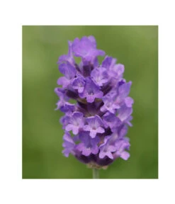 Lavendel 'No. 9' 10 Lavendel 'No. 9' -Biohort Verkaufsgeschäft 8094070 PR DE 001 DownderryNo9Helix