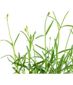 Lavendel 'No. 9' 11 Lavendel 'No. 9' -Biohort Verkaufsgeschäft 8094070 WE DE 001 LavandulaAngustifoliaNO9LavendelT13