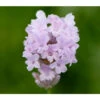 Lavendel 'Little Lottie' -Biohort Verkaufsgeschäft 8094469 PR DE 001 DownderryLittleLottieHelixOnline