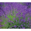 Lavendel 'Royal Blue' -Biohort Verkaufsgeschäft 8097545 WE MO 010 8092108LavandulaLavendelBlau