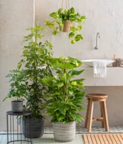 Dehner Seegras-Ampel Igmar -Biohort Verkaufsgeschäft 820183 WE MO 001 ScheffleraAboricolaT21