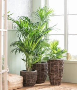 Dehner Holz-Vase Akira, Rund, Braun, Ca. Ø34/H55 Cm -Biohort Verkaufsgeschäft 8240764 WE MO 001 Howea