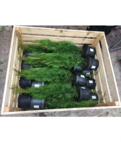 20 Meter Lebensbaum 'Smaragd', 80 X Ca. 40-60 Cm -Biohort Verkaufsgeschäft 8295149 WE FS 001 ThujaPalette3Liter