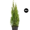 24 Meter Lebensbaum 'Smaragd', 80 X Ca. 60-80 Cm -Biohort Verkaufsgeschäft 8295156 WE FS 004 LebensbaumThujsaOccidentalisSmaragd80x