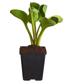 Rundblättriger Froschlöffel -Biohort Verkaufsgeschäft 8310229 WE FS 001 FroschloeffelAlismaParvifloraT9DehnerExpressZS