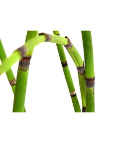 Japanischer Schachtelhalm