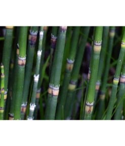 Japanischer Schachtelhalm 11 Japanischer Schachtelhalm -Biohort Verkaufsgeschäft 8311326 WE DE 001 SchachtelhalmPixabay