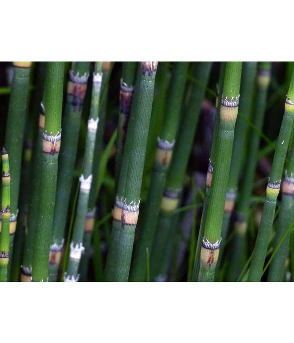 Japanischer Schachtelhalm 7 Japanischer Schachtelhalm – Bild 5