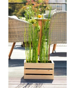 Japanischer Schachtelhalm 9 Japanischer Schachtelhalm -Biohort Verkaufsgeschäft 8311532 WE MO 001 JapanischerSchachtelhalm