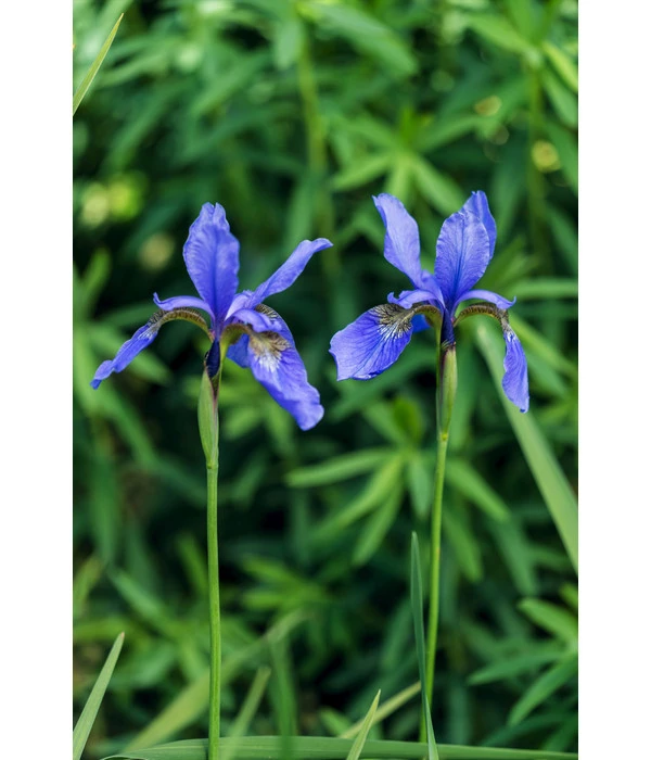 Wasserschwertlilie - Japanische Sumpf-Schwertlilie 4 Wasserschwertlilie - Japanische Sumpf-Schwertlilie – Bild 2