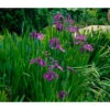 Wasserschwertlilie - Japanische Sumpf-Schwertlilie -Biohort Verkaufsgeschäft 8312100 WE FS 001 WasserschwertlilieJapanischeSumpfSchwertlilieIrisKaempferiEnsata