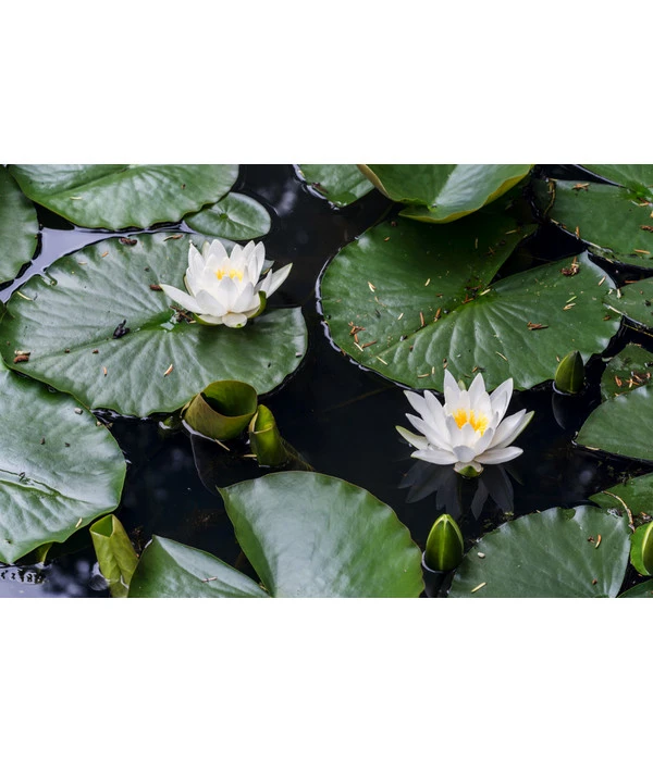 Dehner Seerose 3 Dehner Seerose