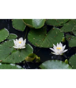 Dehner Seerose 13 Dehner Seerose -Biohort Verkaufsgeschäft 8315905 PR MO 002 NymphaeaSeeroseWeissLucknerJuni2015