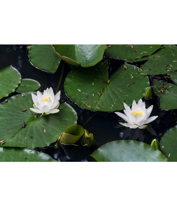 Dehner Seerose 6 Dehner Seerose – Bild 4