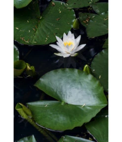 Dehner Seerose 14 Dehner Seerose -Biohort Verkaufsgeschäft 8315905 PR MO 003 NymphaeaSeeroseWeissLucknerJuni2015