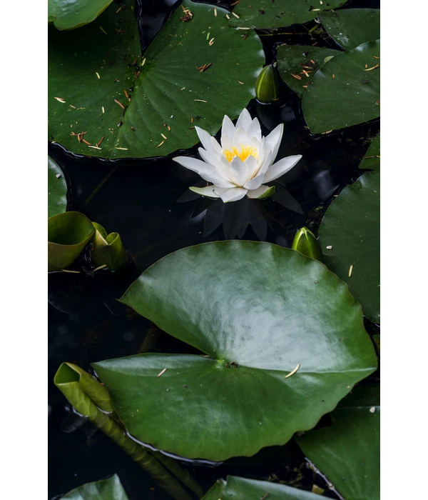 Dehner Seerose 7 Dehner Seerose – Bild 5