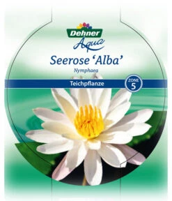 Dehner Seerose 16 Dehner Seerose -Biohort Verkaufsgeschäft 8315905 Seerose Alba Etikett 1 NEU