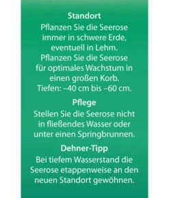 Dehner Seerose 17 Dehner Seerose -Biohort Verkaufsgeschäft 8315905 Seerose Alba Etikett 2