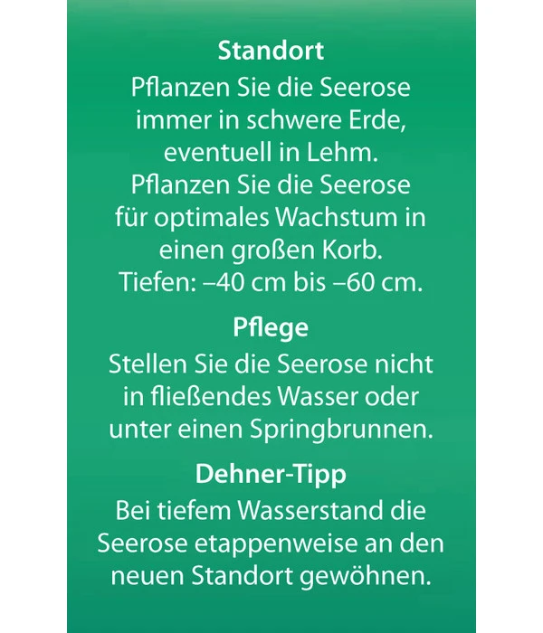 Dehner Seerose 10 Dehner Seerose – Bild 8