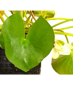 Dehner Seerose 12 Dehner Seerose -Biohort Verkaufsgeschäft 8315905 WE DE 001 SeeroseWeissNymphaeaHybrideWeissT14DehnerExpressHerzig