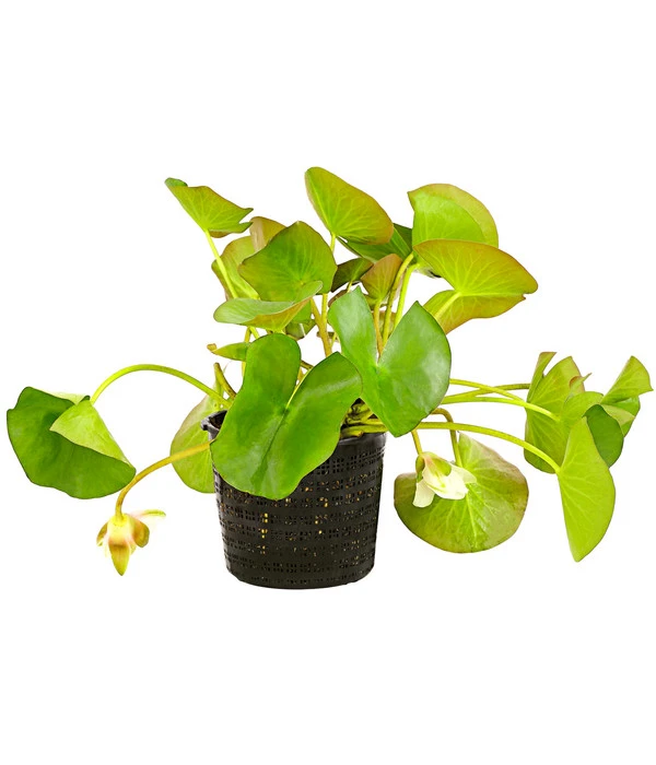 Dehner Seerose 4 Dehner Seerose – Bild 2