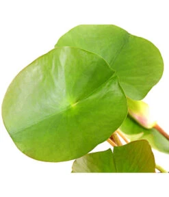 Dehner Seerose 'Attraction' -Biohort Verkaufsgeschäft 8316416 WE DE 001 SeeroseNymphaeaAttractionT11DehnerExpressHerzig