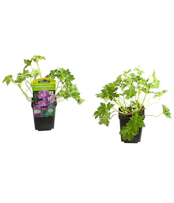 Storchschnabel 'Rozanne®' 4 Storchschnabel 'Rozanne®' – Bild 2