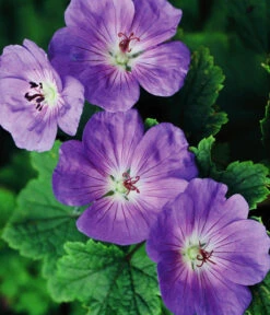 Storchschnabel 'Rozanne®' 9 Storchschnabel 'Rozanne®' -Biohort Verkaufsgeschäft 8361115 WE FS 005 StorchschnabelRozanneGeraniumRozanne