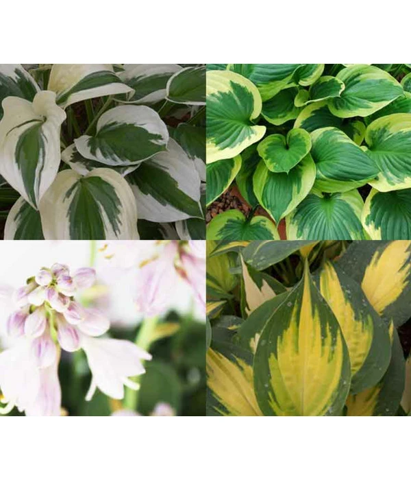 Funkien-Set, 4-teilig 3 Funkien-Set, 4-teilig