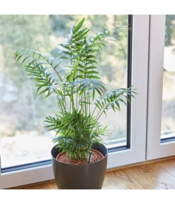 Seramis Spezialsubstrat Für Palmen, 7 L 11 Seramis Spezialsubstrat Für Palmen, 7 L -Biohort Verkaufsgeschäft 8475907 WE MO 004 SeramisPalmenGranulat7L