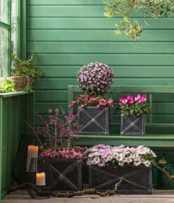 Liebesperlenstrauch 'Profusion' -Biohort Verkaufsgeschäft 8501850 8213175 WE MO 001 Chrysanthemen 8620528 CyclameIndiaka