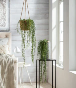 Dehner Seegras-Ampel Igmar -Biohort Verkaufsgeschäft 8598096 WE MO 001 HoyaLinearisT12