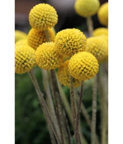 Trommelschlägel 'Golf Beauty' -Biohort Verkaufsgeschäft 8823056 PR MO 001 CraspediaglobosaGolfBeautyT13Pixabay