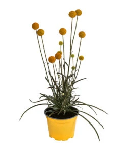 Trommelschlägel 'Golf Beauty' -Biohort Verkaufsgeschäft 8823056 WE FS 001 TrommelschlaegelGolfBeauty