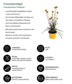 Trommelschlägel 'Golf Beauty' -Biohort Verkaufsgeschäft 8823056 WE IG 001 Trommelschlaegel