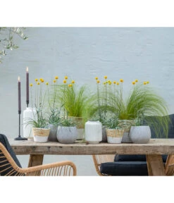 Trommelschlägel 'Golf Beauty' -Biohort Verkaufsgeschäft 8823056 WE MO 001 CraspediaTrommelschlaegel