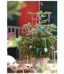 Nordmann-Tanne, Ca. 60-80 Cm, Im Topf Gewachsen -Biohort Verkaufsgeschäft 8995763 PR MO 001 NordmanntanneAbiesNordmannianaWeihnachtsshooting2015