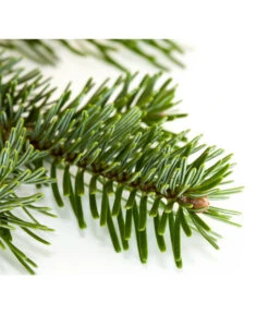 Nordmann-Tanne, Ca. 100-150 Cm, Gesägt -Biohort Verkaufsgeschäft 8995896 BildD 001 Nordmanntanne