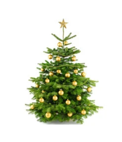 Nordmann-Tanne, Ca. 100-150 Cm, Gesägt -Biohort Verkaufsgeschäft 8996480 BildFS 004 AbiesNordmannStandard