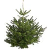 Nordmann-Tanne, Ca. 100-150 Cm, Gesägt 2 Nordmann-Tanne, Ca. 100-150 Cm, Gesägt -Biohort Verkaufsgeschäft 8996480 PR FS 001 NordmannKleinDehnerExpressHerzig
