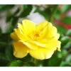 Bodendeckerrose 'Yellow Fairy®' -Biohort Verkaufsgeschäft X007844186 BildFS 001 BodendeckerroseDollyDotBodendeckerroseDollyDot