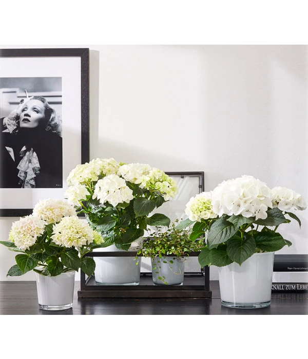 Biohort Verkaufsgeschäft -Biohort Verkaufsgeschäft 5175898 PR MO 001 GlasTopfConnerweiss